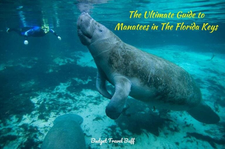Ultimate Guide To Manatees in Florida Keys: Swim with Sea Cows